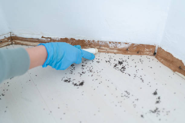 Best Local Pest Control Services  in East Milton, FL